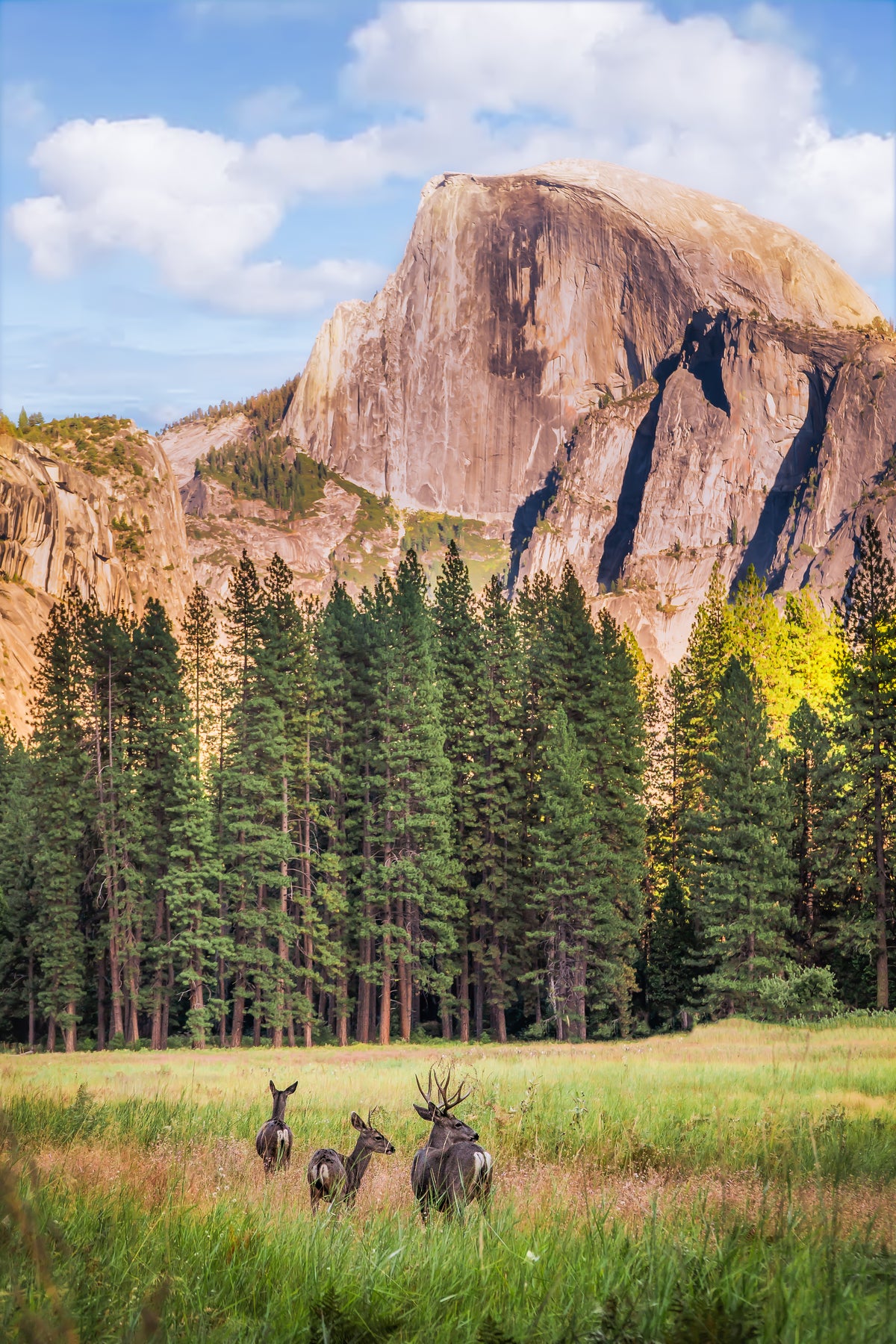 Deer Yosemite
