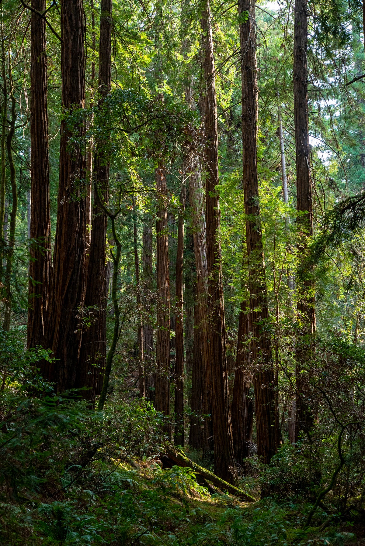 Redwoods Serenity